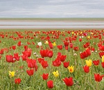 В Астраханской области пройдет фестиваль тюльпанов 