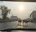 Астрахань вновь заполонили тёлки