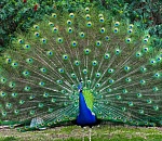 Астраханцы захотели экзотики, но попали на деньги