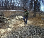 В Астраханской области срубили деревьев на 4 миллиона 