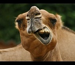 В Астраханской области верблюды напали на автомобиль