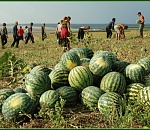 С астраханских полей собрали 941 тонну раннего арбуза