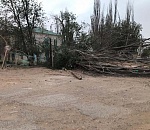 10-летняя астраханка, придавленная деревом во время бури, госпитализирована с травмами головы и позвоночника