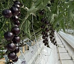 Чернее ночи: сбор экзотических томатов начался под Астраханью