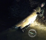 В Астраханской области поймали трофейного сома