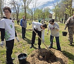 Сад памяти: «Ростелеком» высадил аллею в парке Енотаевского района