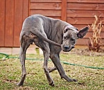 30 миллионов псу под хвост? Муниципальный приют для собак в Астрахани стоит пустой