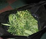 22-летний астраханец насобирал полкило конопли