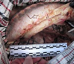 Под Астраханью задержан сельчанин, купивший осетрину у браконьеров