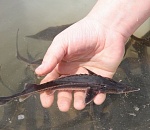 Две тыс. особей астраханской стерляди впервые выпустят в реку Урал