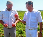 Губернатор: астраханские овощепереработчики готовы вдвое увеличить объемы производства в 2015 году