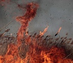 В Астрахани трава и камыш горели на площади в 110 кв.м