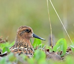 Записки астраханского натуралиста: Как спасают от исчезновения редкого кулика