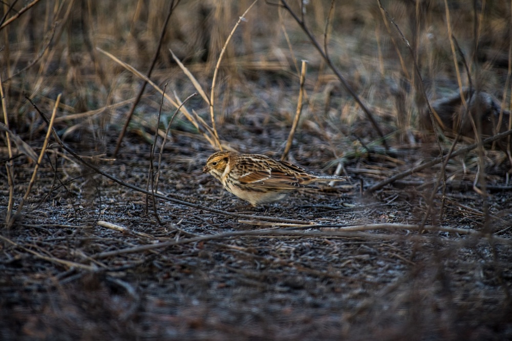 В Астраханскую область спустя сто лет прилетела редчайшая гостья