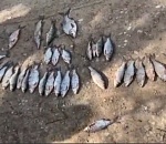 В Астрахани задержали ещё одного браконьера: видео