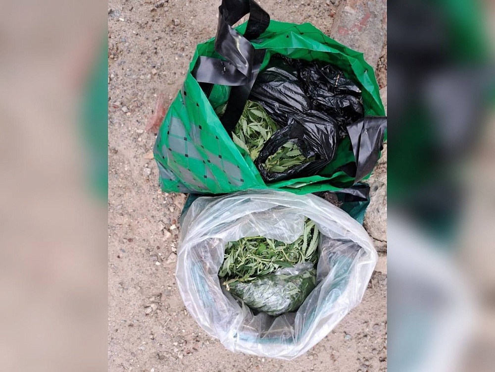 72-летний астраханец рискует сесть на 10 лет за урожай из конопли 