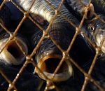 В Астраханской области идет операция Путина