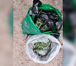 72-летний астраханец рискует сесть на 10 лет за урожай из конопли 