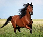 С рыбалки с кониной: астраханцы украли лошадь и продали мясо