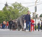 По улице водили большого кро... слона