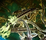  Бывшего рыбовода комплекса «Биос» в Астрахани признали виновной в гибели 89 белуг