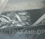 Это просто ужас. Блогеры обнаружили в Астраханской области кладбище рыбы 