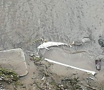 Никогда не видел такого кошмара. Астраханец показал десятки мертвых рыб на набережной