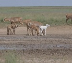 Уникальное явление: в Астраханской области родился редкий белый сайгак