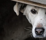 Астраханским школьникам предложат делать будки для собачьего приюта на уроках труда