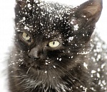 В Астрахань вновь идут морозы