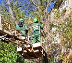 С начала года в Астрахани опилили около 4000 деревьев 