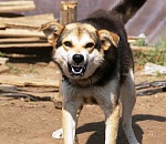 Глава Следкома России вновь поднял тему бродячих собак в Астрахани и потребовал ускорить расследование