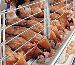 Иранцы начнут строить в Астраханской области птицеводческий комплекс в 2018 году