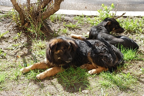 Экстраординарный режим борьбы с уличными собаками в Астрахани продлили
