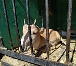 В передвижной «тюрьме на колесах» умирают краснокнижные сайгаки?  