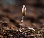 Записки астраханского натуралиста. Весна пришла