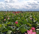 В Астраханской области начинают цвести лотосы