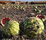 На полях под Астраханью гниют арбузы и дыни