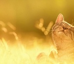 В Астрахань ворвется лето