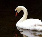 Астраханский охотник, прервавший четыре лебединые песни, заплатит штраф