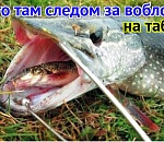 Во, бла, прищучили! Астраханская область прирастает запретами на рыбную ловлю