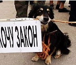 В Астрахани пройдет митинг за ужесточение закона о защите животных