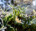 Астраханцев вновь предупреждают о заморозках