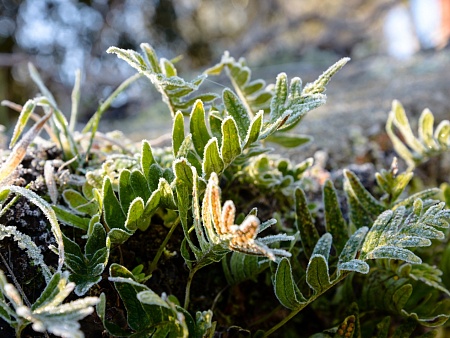 Астраханцев вновь предупреждают о заморозках