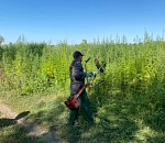 В Астрахани уничтожили 50 соток конопли 