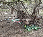 Гости Астрахани приехали отдохнуть, "нагадили" и уехали: видео