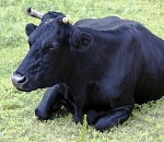 На юге Астраханской области сельчанин освежевал чужую корову и половину туши отдал сестре