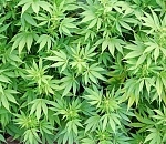 Астраханец запас на зиму 2 килограмма марихуаны