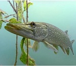 100 килограммов мороженой щуки не преодолели астраханскую границу