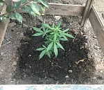 Двум астраханцам грозит до 15 лет тюрьмы за сбыт марихуаны 